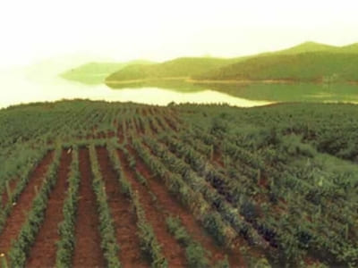 Vineyard_in_China